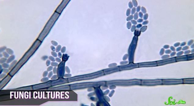 Fungi Cultures Found In Strange Place
