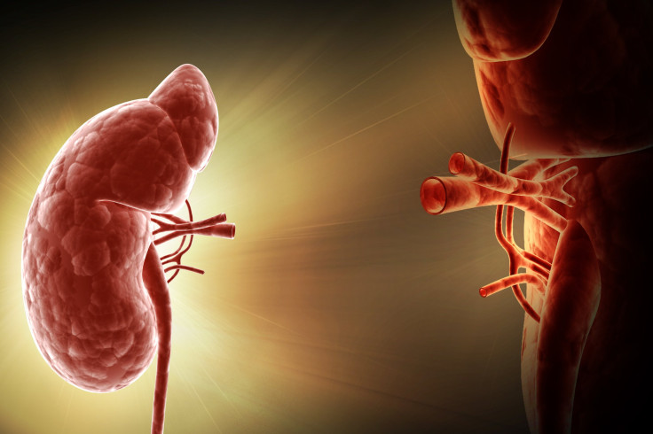 digital illustration of a kidney