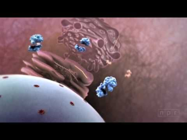 Influenza Attacks: Video Shows How A Virus Infiltrates Our Body