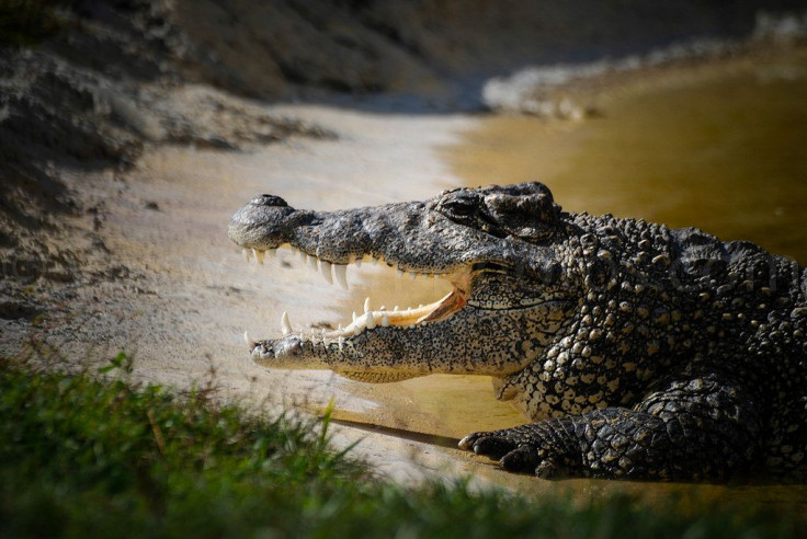 Crocodile Bile