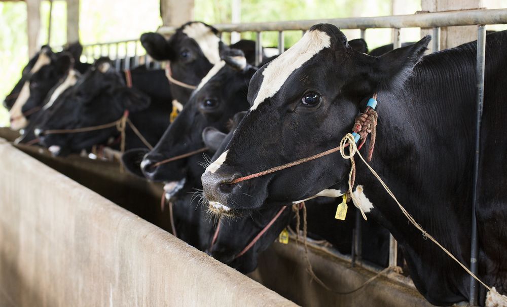 Climate Change Proposed Solution: Feed Pink Seaweeds To Cows