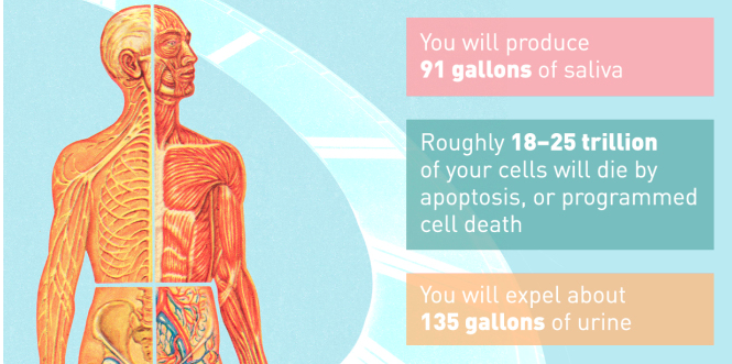 Your Body in 2015