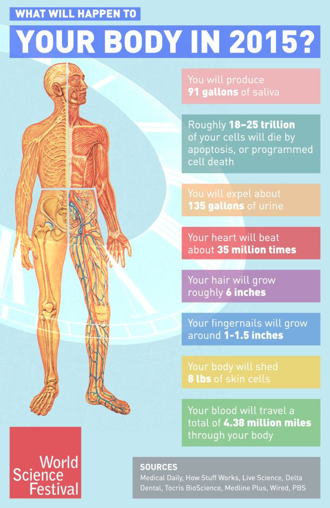 A year in your body