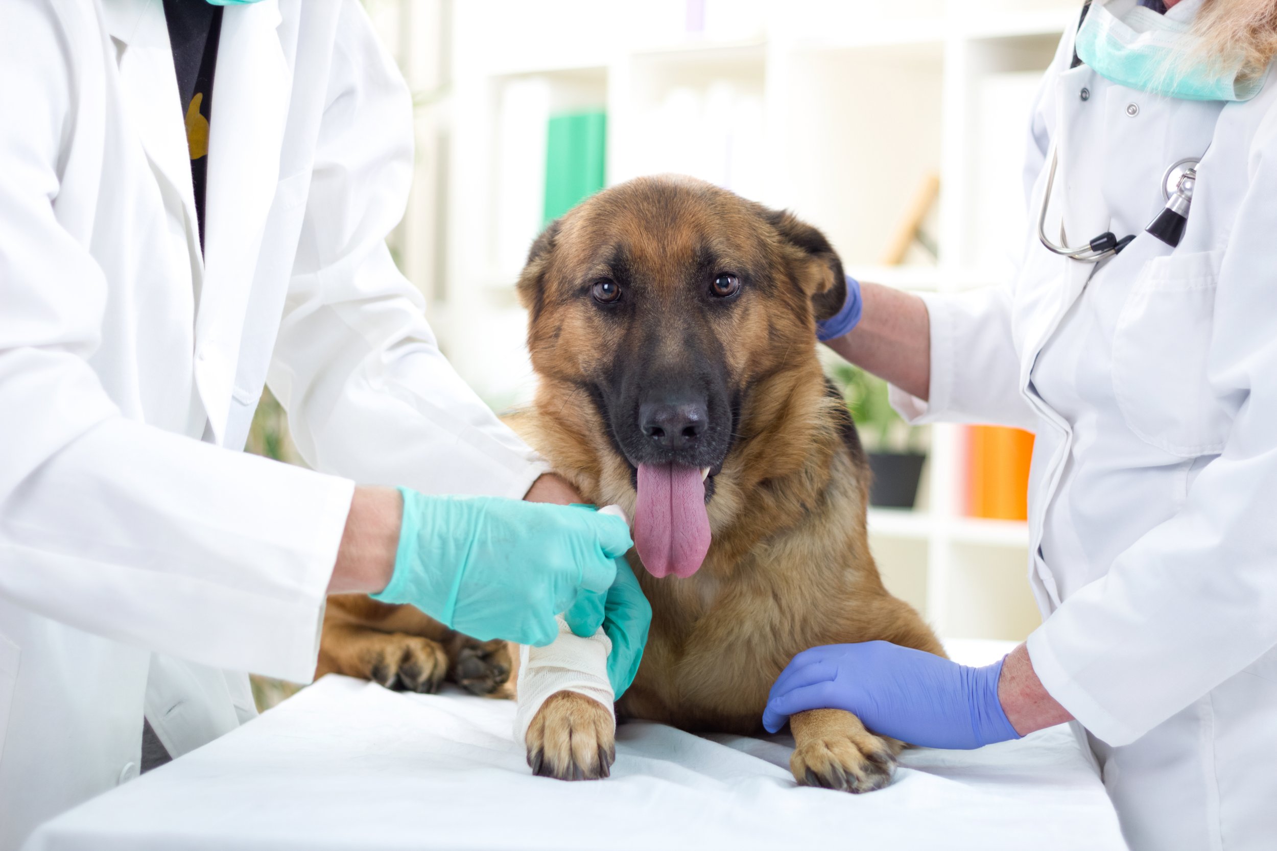 Ветеринарный врач приема. Ветеринар с собакой. Собака в ветеринарной клинике. Терапия животных. Осмотр собаки.