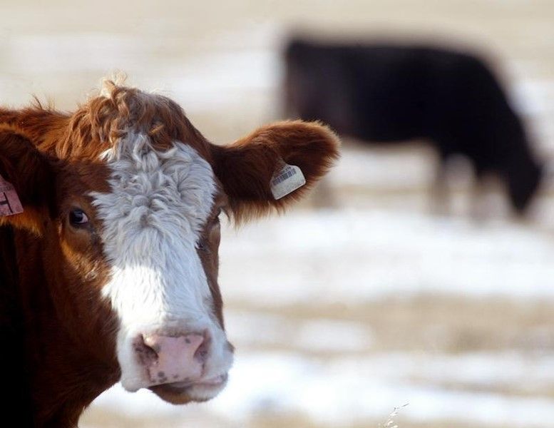 Canada Confirms New Case Of Mad Cow Disease Cattle Prices Rise   Mad Cow Disease 