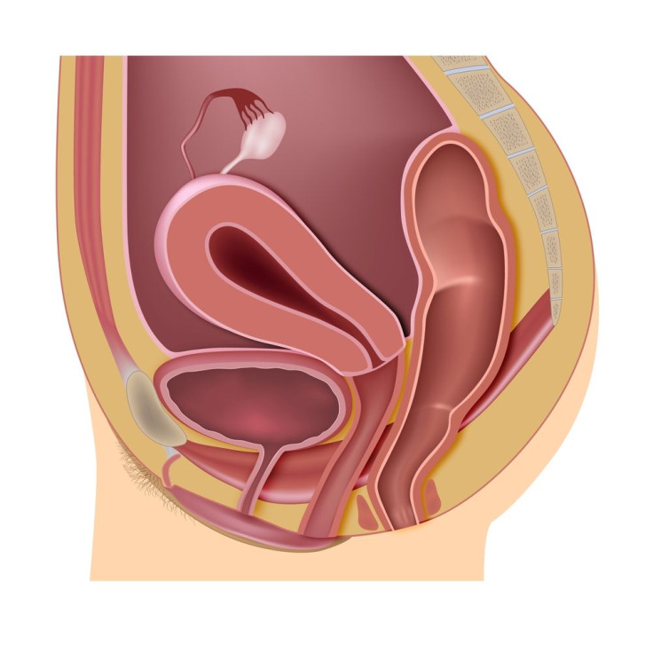 femaleanatomy
