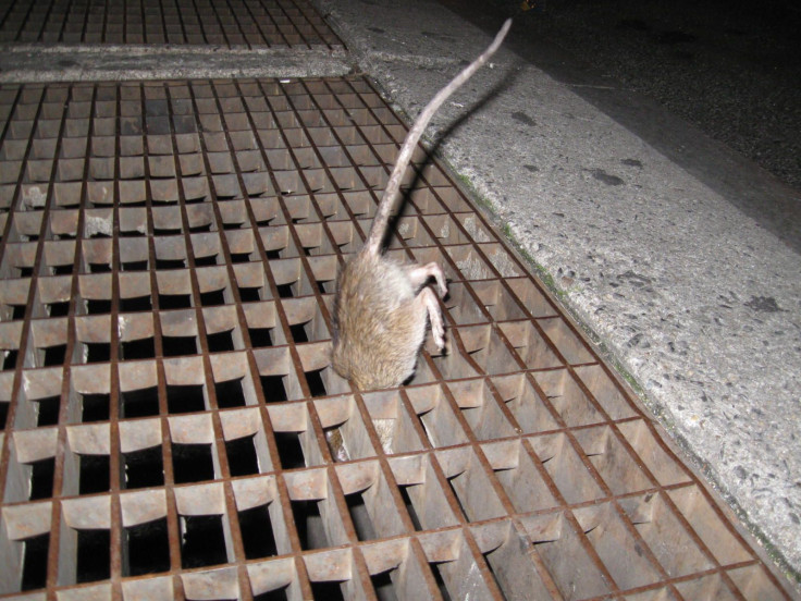 rats NYC thru the grate