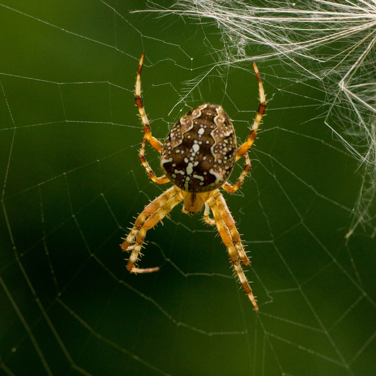 spider