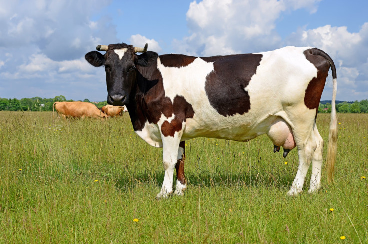Dairy Cow 