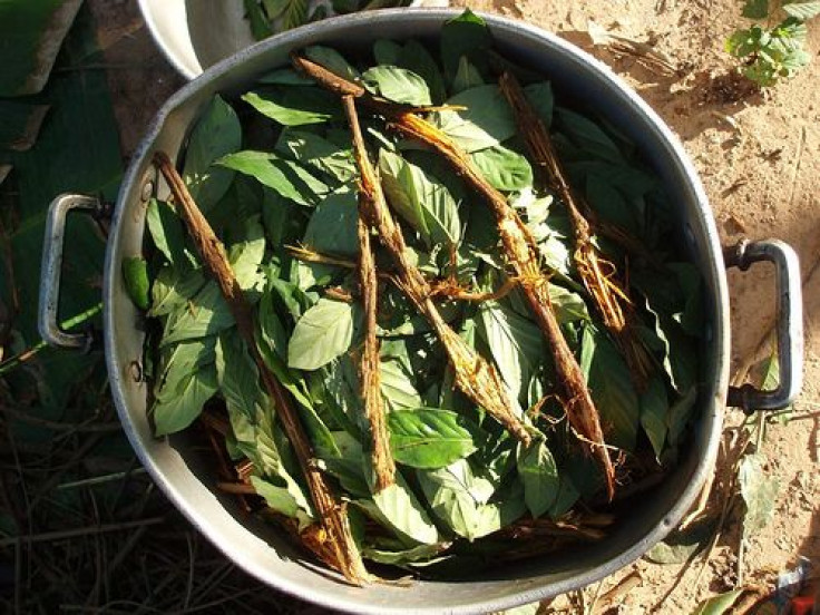 Ayahuasca and Chacruna Cooking