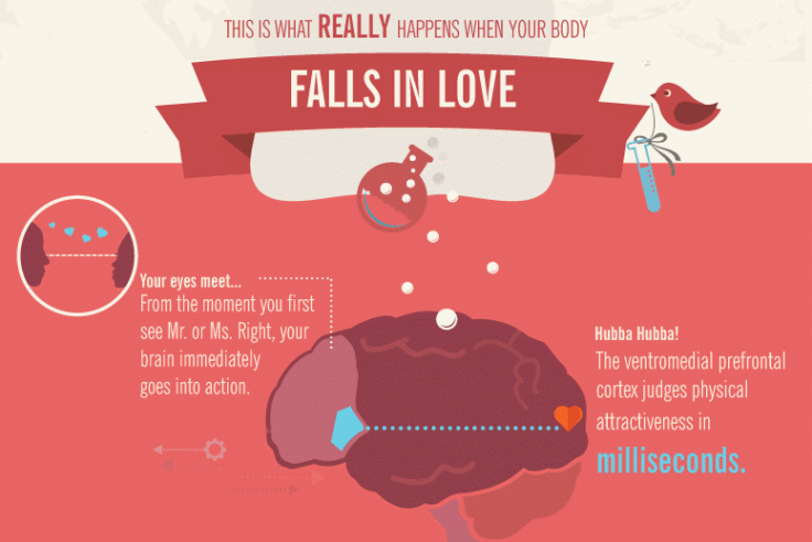 What happens to your body when you fall in love