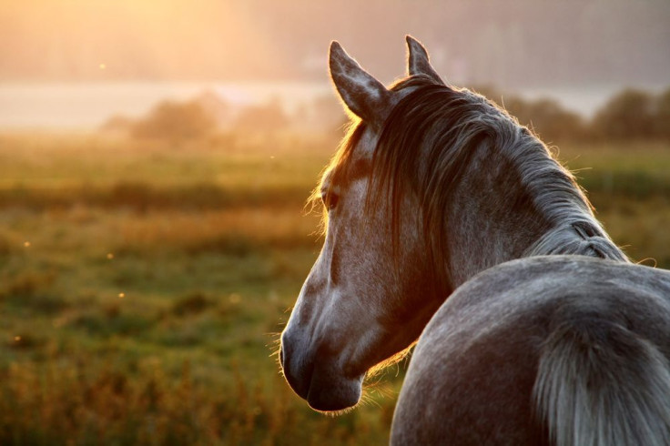 Horse Dung