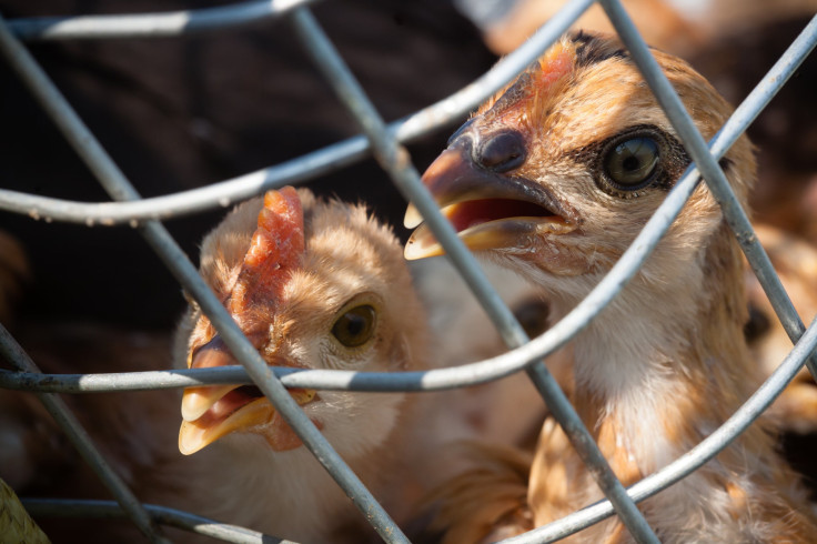 bird flu california