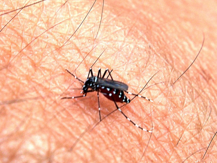 Mosquito on skin