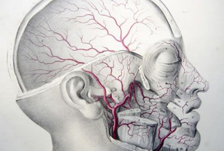 Arteries of the Face and Skull