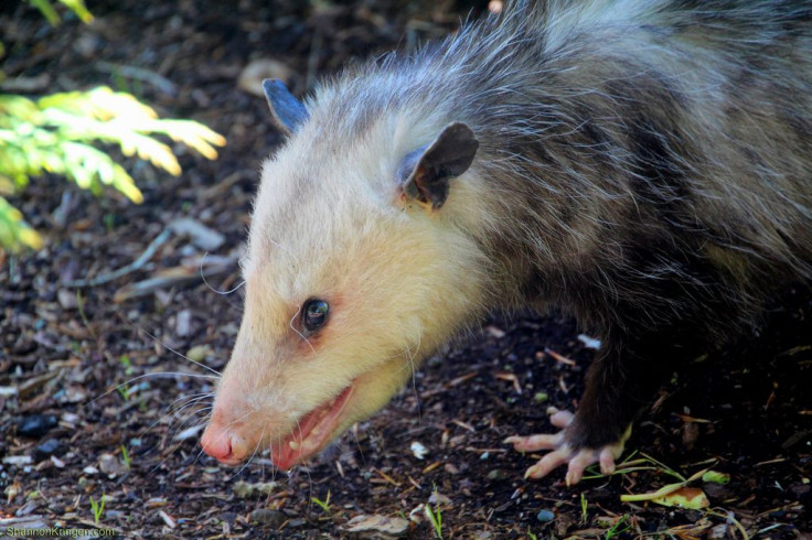 opossum