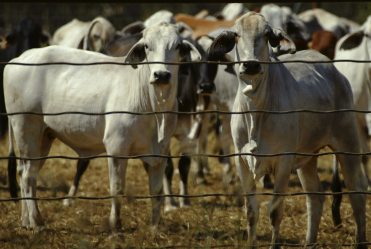 cattle yard