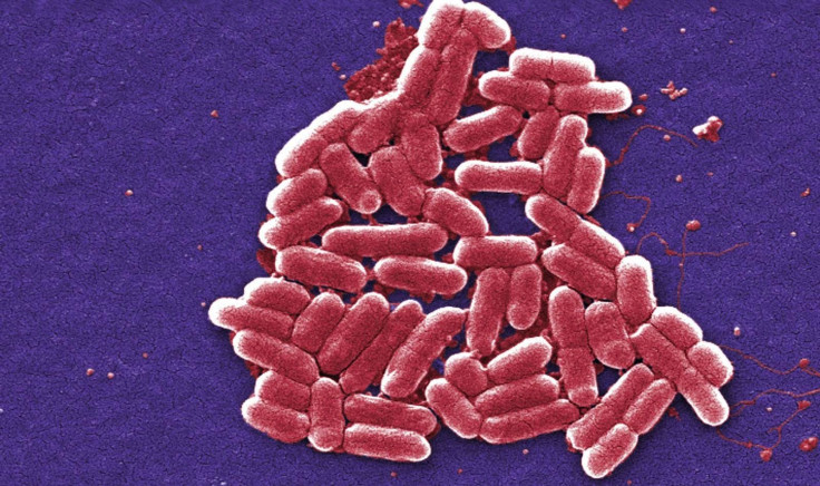 Shigella