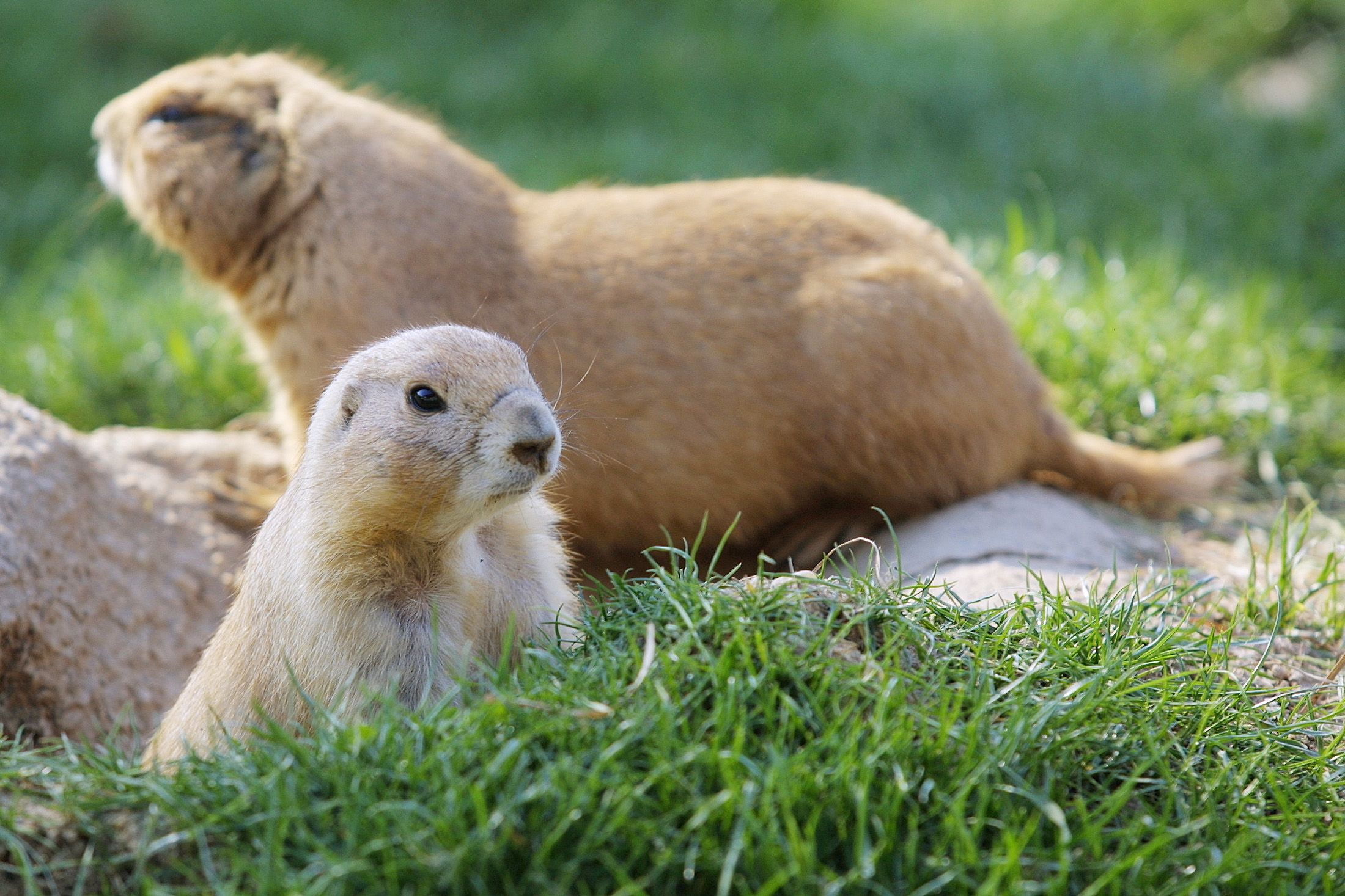 do prairie dogs get fleas