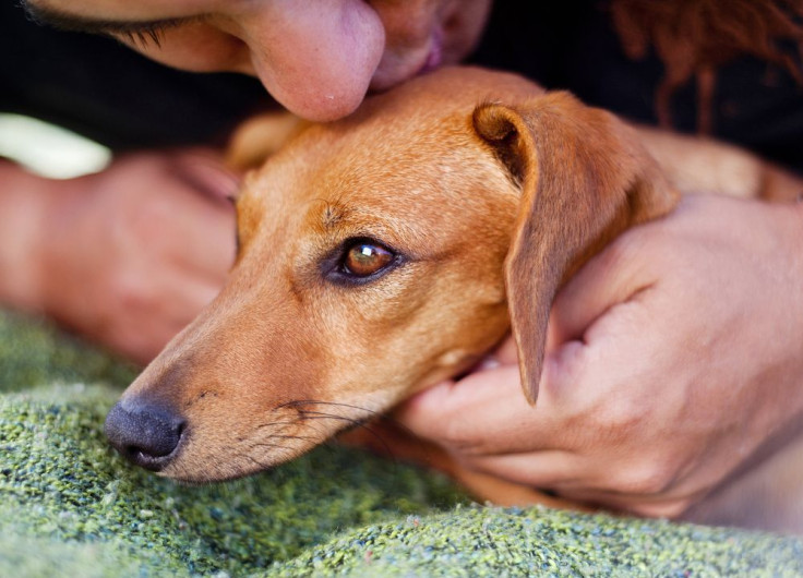 Close-up of man hugging dog