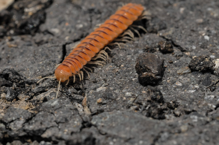 centipede