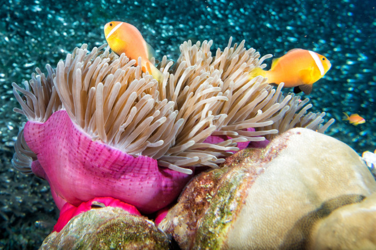 sea anemone