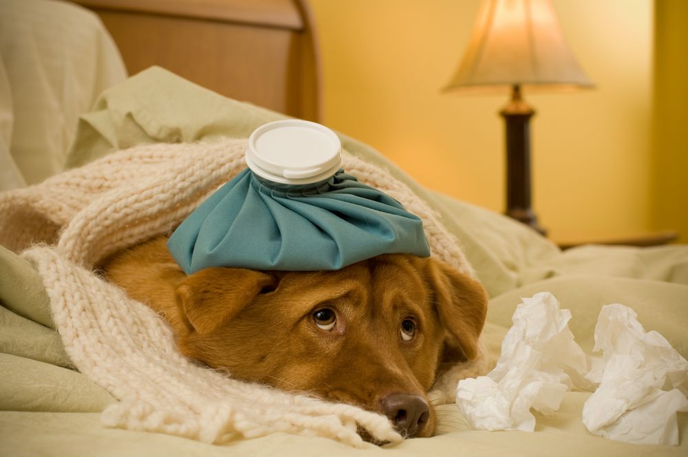 can dogs get stomach virus