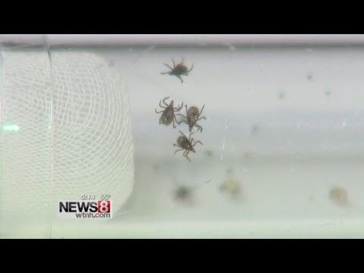 Powassan Virus Found In New Jersey, Connecticut Ticks; How To Avoid Tick-Borne Diseases