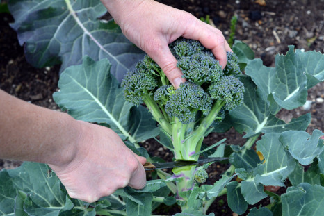 Chemoprevention therapy may rely on extracts from broccoli.