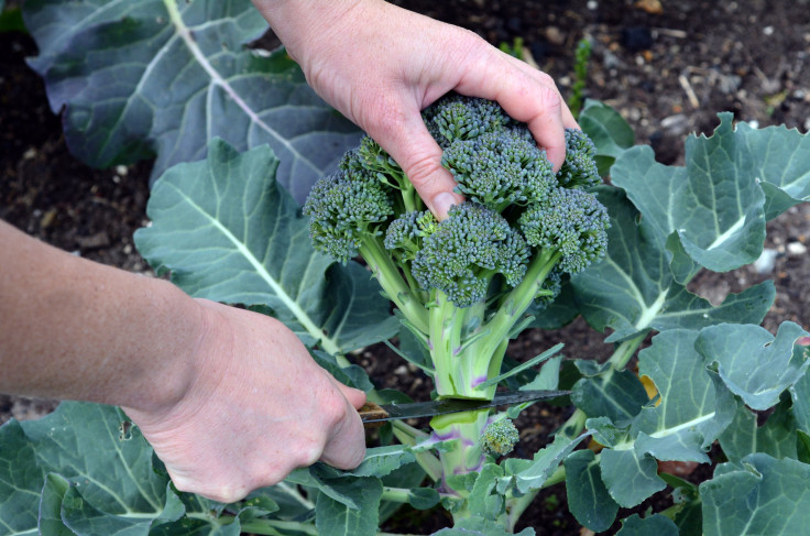 Broccoli Cancer Treatment