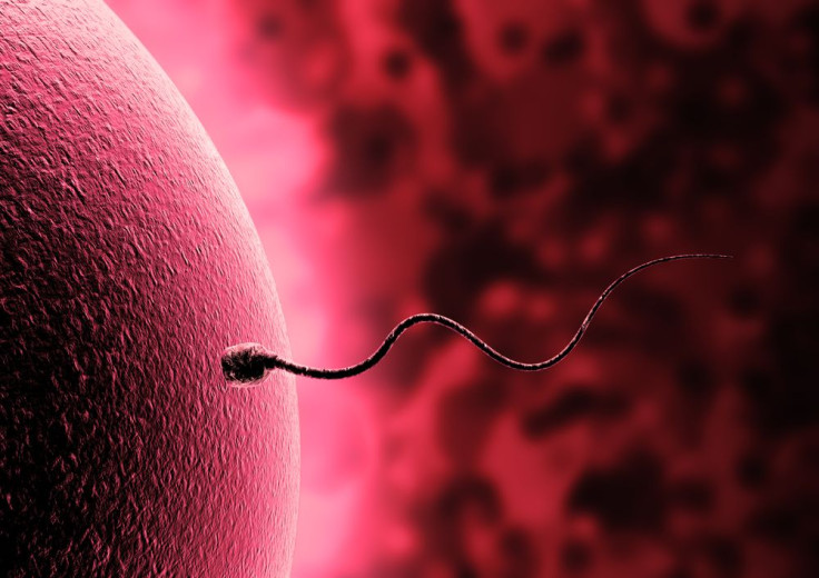 Single male sperm cell swimming in the fallopian tube