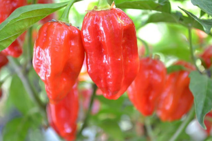 The Ghost Pepper