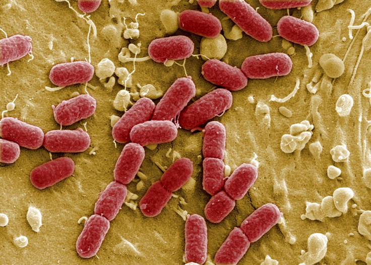 harmful bacteria