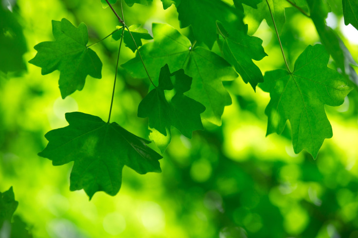 green leaves