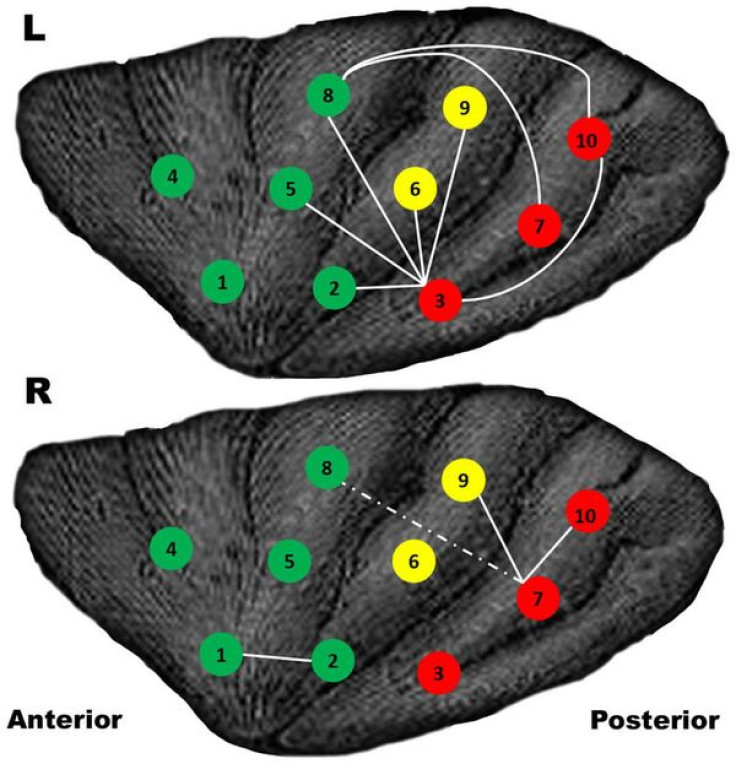 Expert vs amateur brain