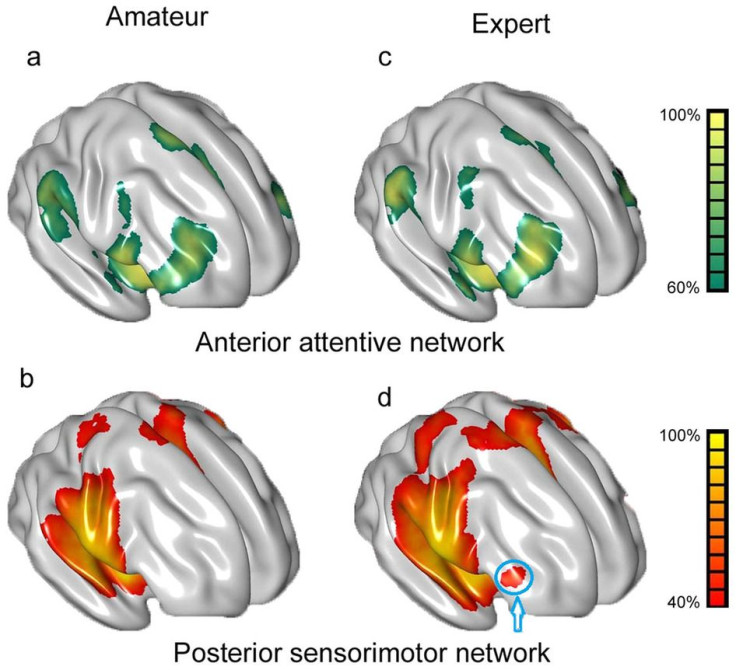 Amateur vs expert brains