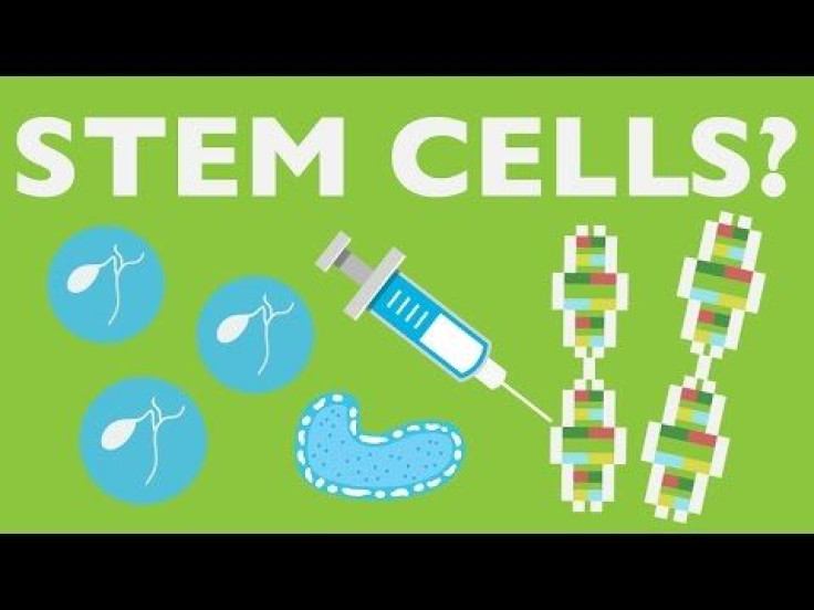 Stem Cell Research: What Are Stem Cells, And Why Is There So Much Controversy? 