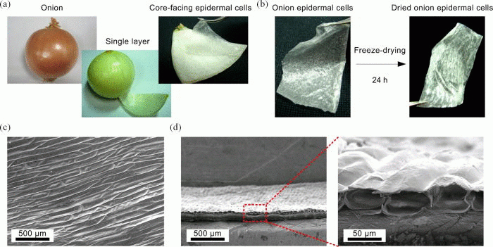 Schematic of the onion epidermal cells