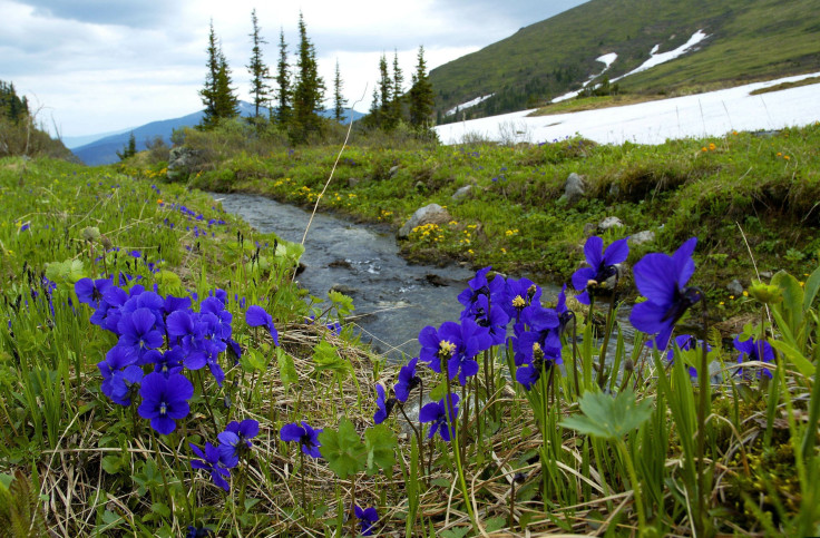 mountain stream