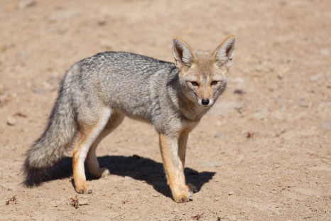 A rabid fox that attacked and bit a 78-year-old woman in Lincoln County, N.M., on April 20 had a previously unseen strain of rabies.
