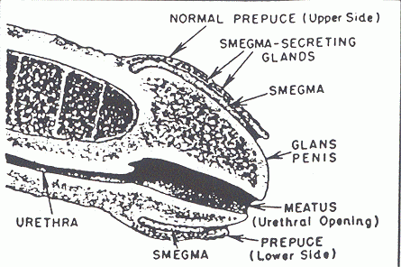 Penis