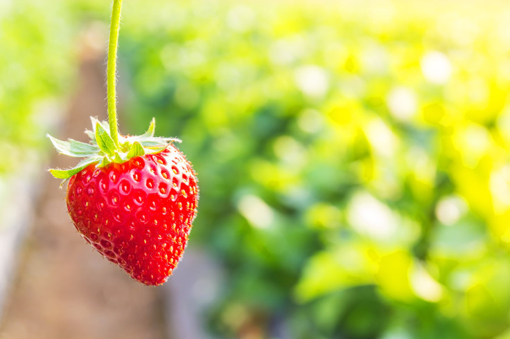Strawberry Genetically Modified