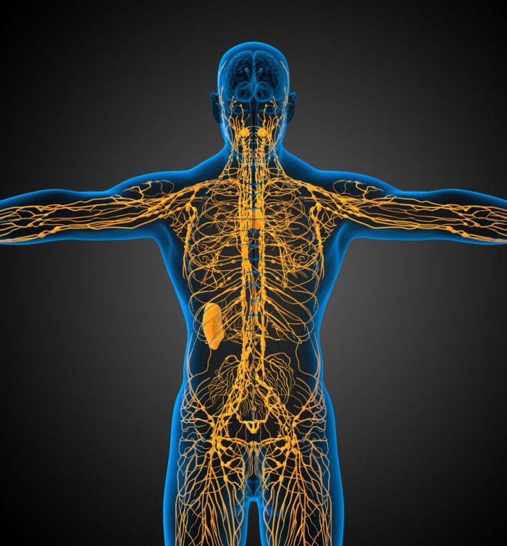 the lymphatic system