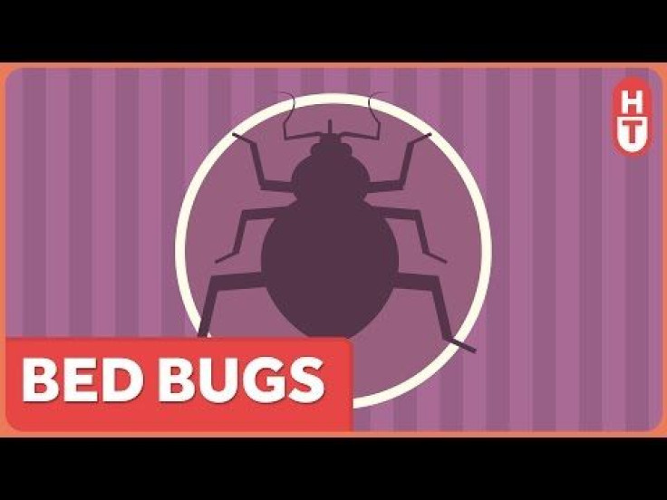 Bed Bugs Bites: Irritating Parasite Less Likely To Pose Health Risk For Humans [VIDEO]