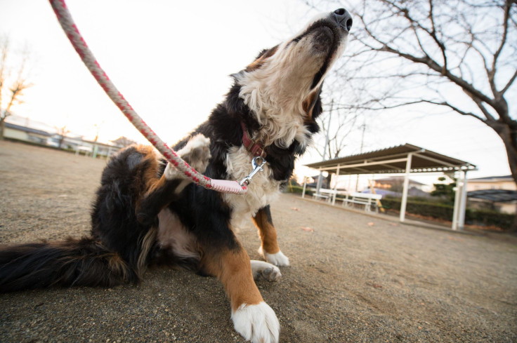 scratching dog