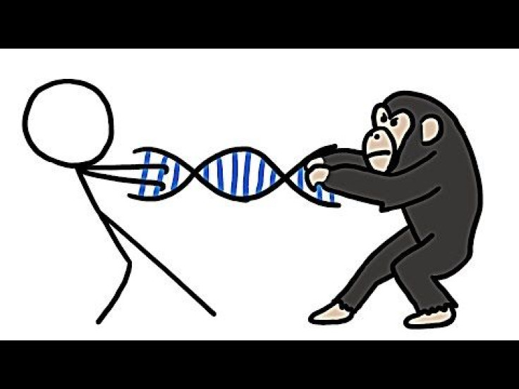 Dissecting The Human Genome: Are Humans And Chimps As Genetically Close As You Think?