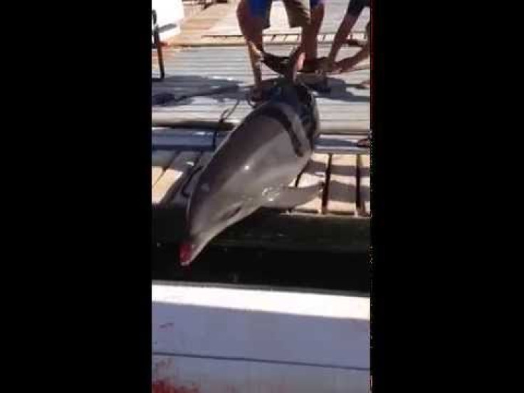 Family Outing Turns Into Bizarre Scenario When Dolphin Jumps Into Boat, Breaks Woman’s Ankle