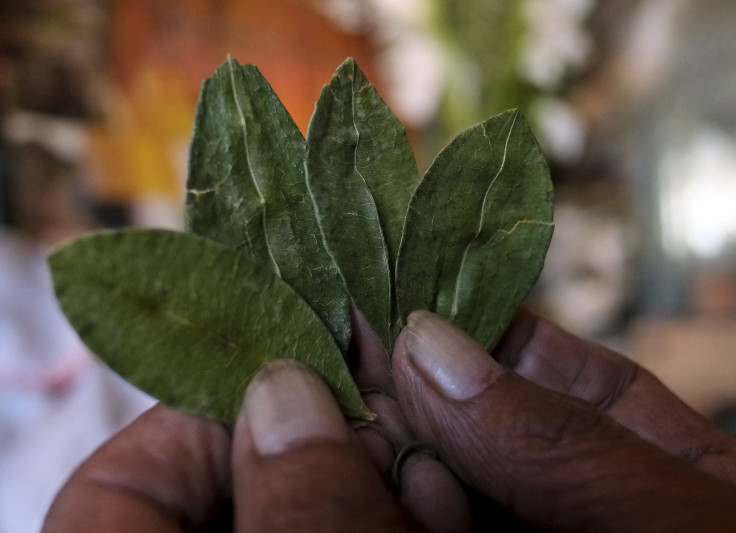 Coca Leaf Brewed Tea