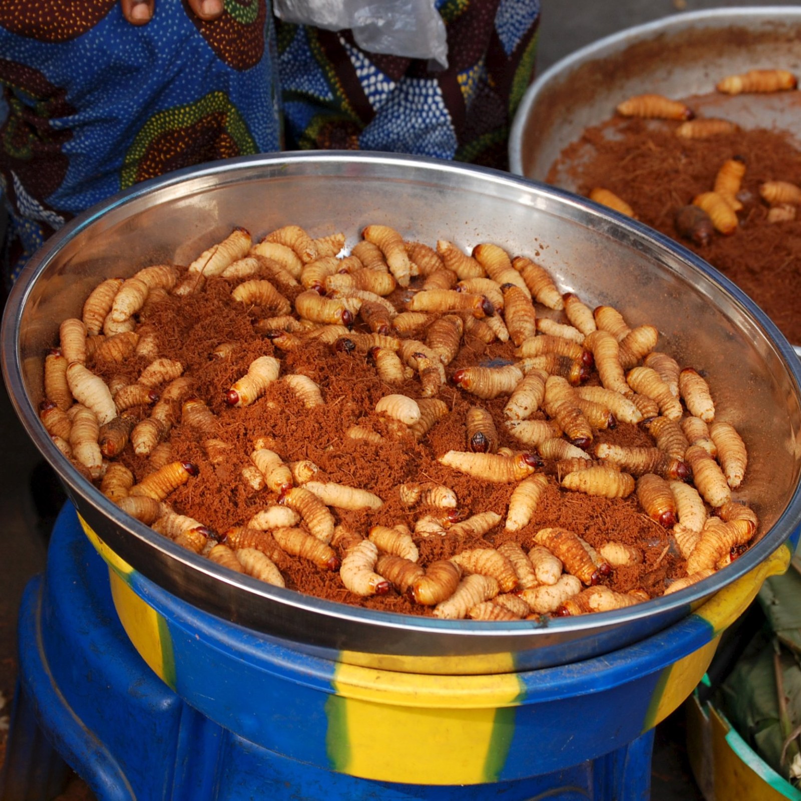 Ngoko Insect Congolese Cuisine Insect Edible Insects Of Northern Angola