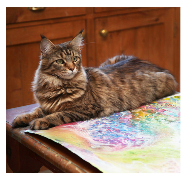 Thula lying on the painting table